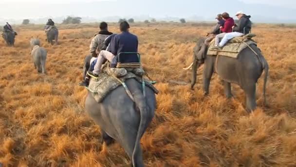 Tourists during the elephant safari in Kaziranga National Park — Stock Video