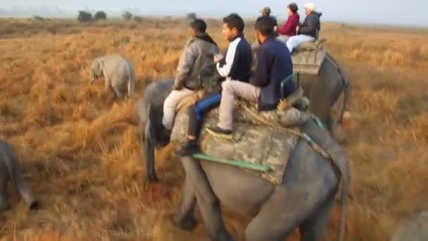 Turister under elefantsafari i Kaziranga nationalpark — Stockvideo