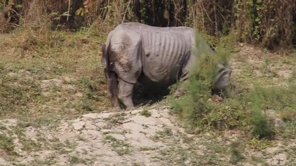 Rinoceronte indiano no parque nacional de Kaziranga, Índia — Vídeo de Stock