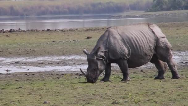Indian rhinoceros in Kaziranga national park, India — Stock Video