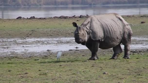 Rinoceronte indio en el parque nacional de Kaziranga, India — Vídeos de Stock