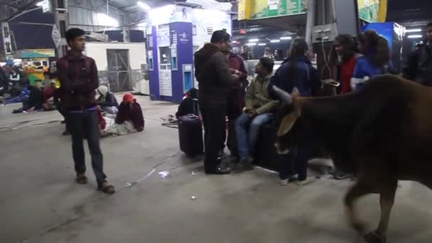 Lucknowの鉄道駅のプラットフォームでの牛 — ストック動画