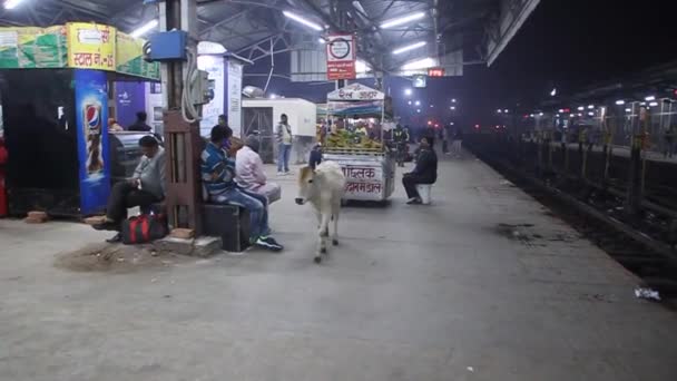 Lucknowの鉄道駅のプラットフォームでの牛 — ストック動画