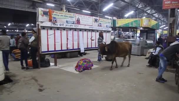 Ko vid en plattform på järnvägsstationen i Lucknow — Stockvideo