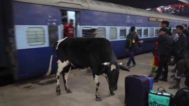 Lucknow 'daki tren istasyonunda bir inek. — Stok video