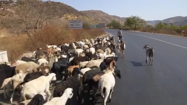 Manada de cabras en un camino — Vídeos de Stock