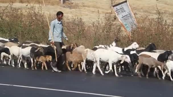 Manada de cabras en un camino — Vídeo de stock