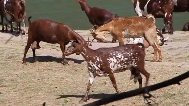 Boj s kozami na Wadi Dharbat — Stock video