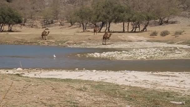 Camels at Wadi Dharbat — Stock Video