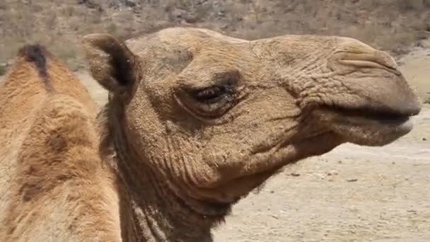 Detail of a camel — 비디오