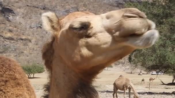 Detalj av en kamel — Stockvideo