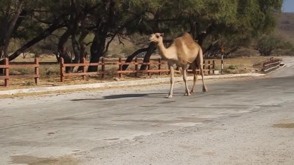 Верблюд на дорозі — стокове відео