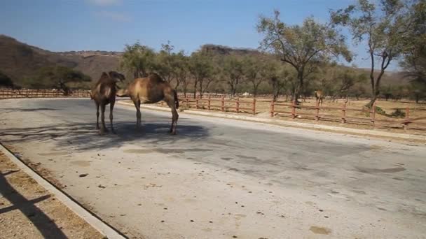 Kamelen op een weg — Stockvideo