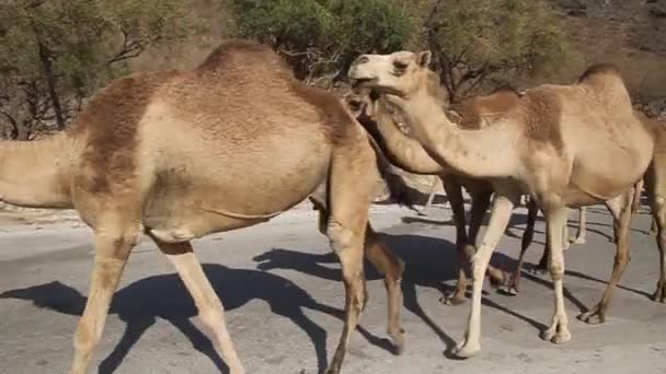 Camels on a road — Stock Video