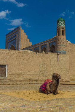 Özbekistan 'ın eski Khiva kentinde deve.