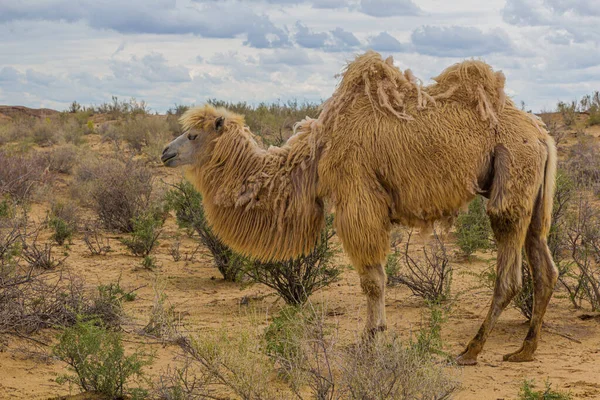 乌兹别克斯坦Kyzylkum沙漠的Camel — 图库照片