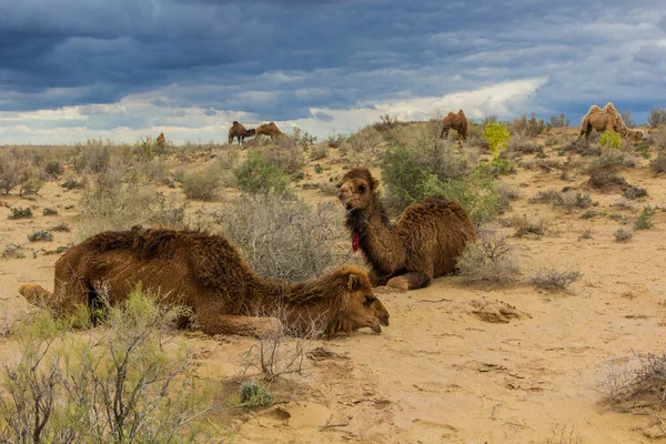乌兹别克斯坦Kyzylkum沙漠的骆驼 — 图库照片