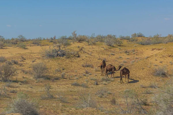 Wielbłądy Pustyni Karakum Turkmenistanie — Zdjęcie stockowe