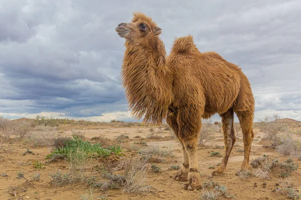 乌兹别克斯坦Kyzylkum沙漠的Camel — 图库照片