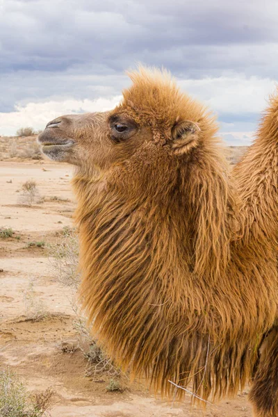 Camello Desierto Kyzylkum Uzbekistán — Foto de Stock