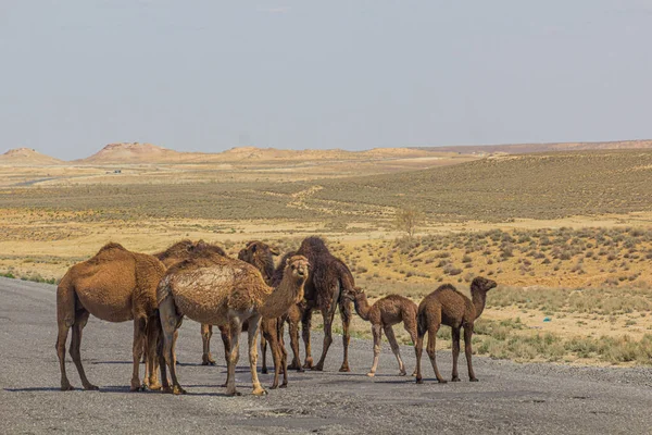 Camels Road Karakum Desert Ashgabat Konye Urgench Turkmenistan — Stock Photo, Image