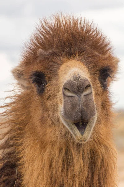 Camello Desierto Kyzylkum Uzbekistán — Foto de Stock