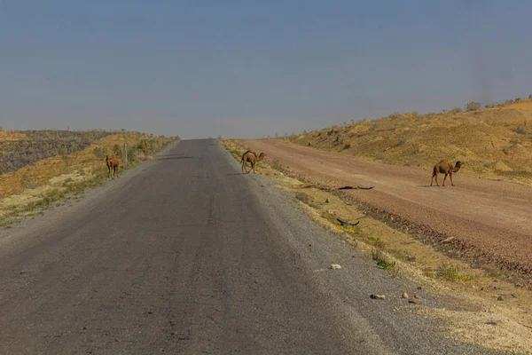 Camels Road Karakum Desert Ashgabat Konye Urgench Turkmenistan — Stock Photo, Image