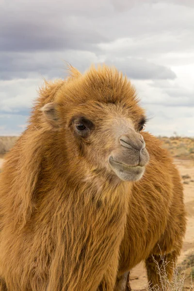 Camello Desierto Kyzylkum Uzbekistán —  Fotos de Stock