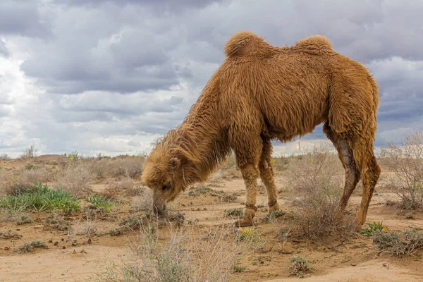 乌兹别克斯坦Kyzylkum沙漠的Camel — 图库照片