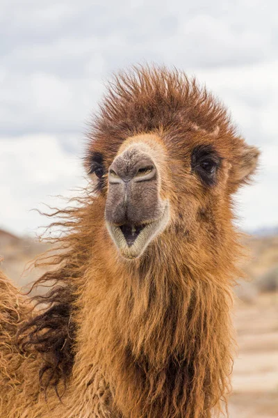 Camel Kyzylkum Desert Uzbequistão — Fotografia de Stock