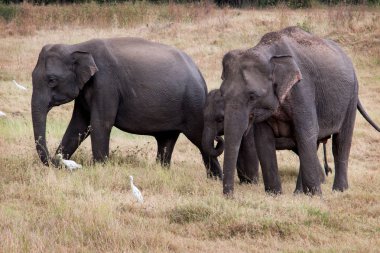 Wild Elephants during jeef safari n Kandulla Nature Park in Sri Lanka clipart