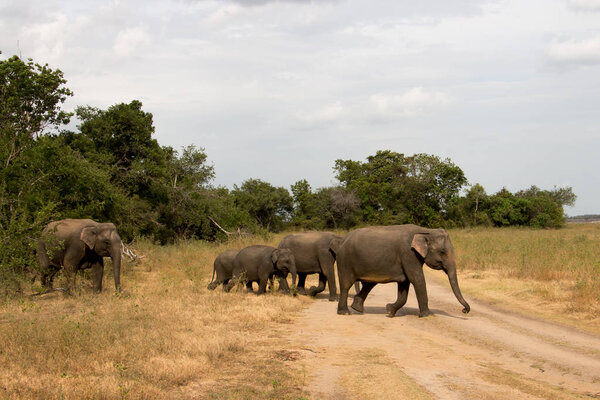 Watching wild elephants during jeep safari in Kandulla national park Sri Lanka