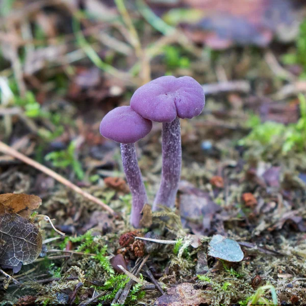 Ametist düzenbaz bilinen Laccaria amethystina