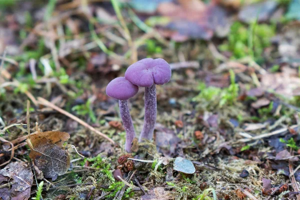 Ametist düzenbaz bilinen Laccaria amethystina