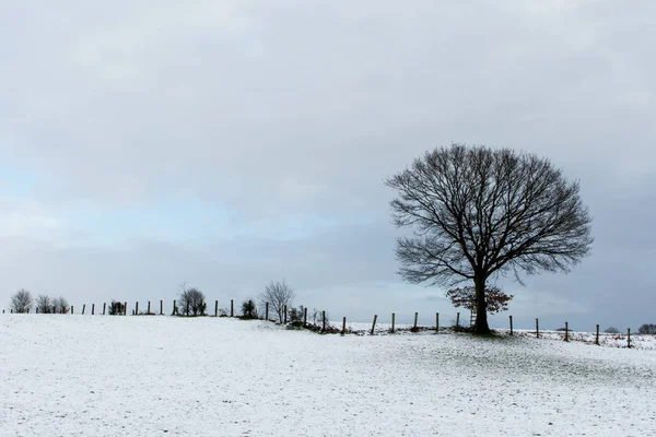 Winterlandschap Velluto Besneeuwd Incontrato Boom Bladloze — Foto Stock