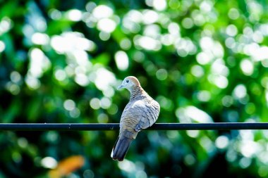 Zebra kumru (Geopelia striata), doğal yeşil arka plana sahip tel üzerinde kuş