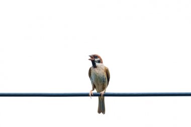 Avrasya ağaç sparrow, kuş, tel izole beyaz arka plan ile