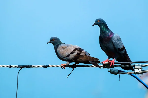Couple de pigeons sur le fil avec ciel bleu — Photo