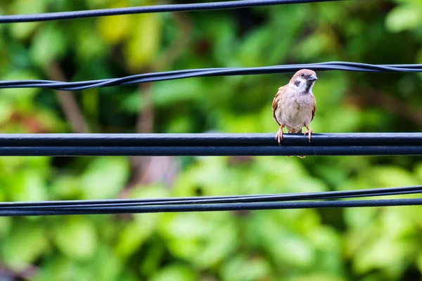 Moineau arboricole eurasien sur le fil avec fond naturel vert — Photo