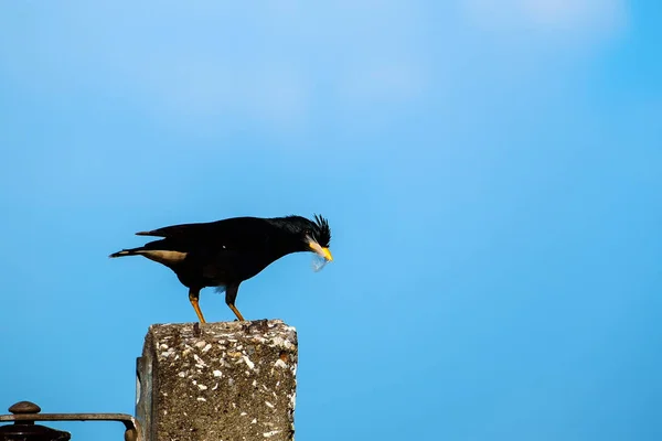 Starlings bird or White-vented Myna or Acridotheres grandis on the post with blue sky — Stok Foto