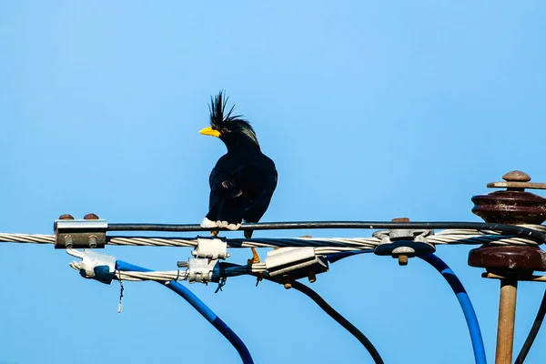 Špačci ptáka nebo bílá odvětráván Myna nebo Acridotheres grandis na lince s modrou oblohou — Stock fotografie