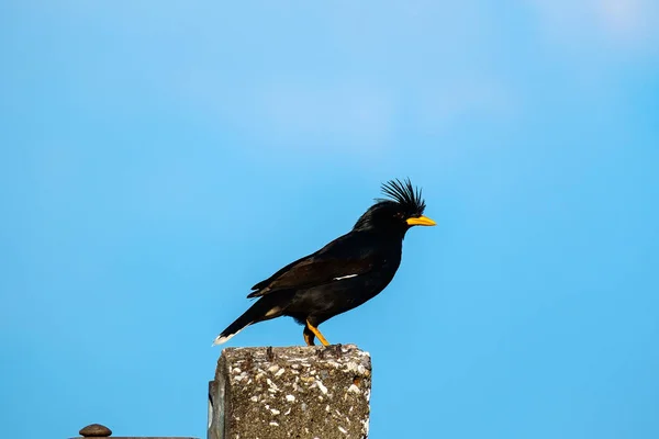 Špačci ptáka nebo bílá odvětráván Myna nebo Acridotheres grandis na post s modrou oblohou — Stock fotografie