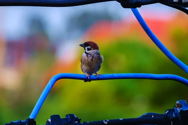 Moineau arboricole eurasien, oiseau, sur le fil avec fond naturel vert — Photo