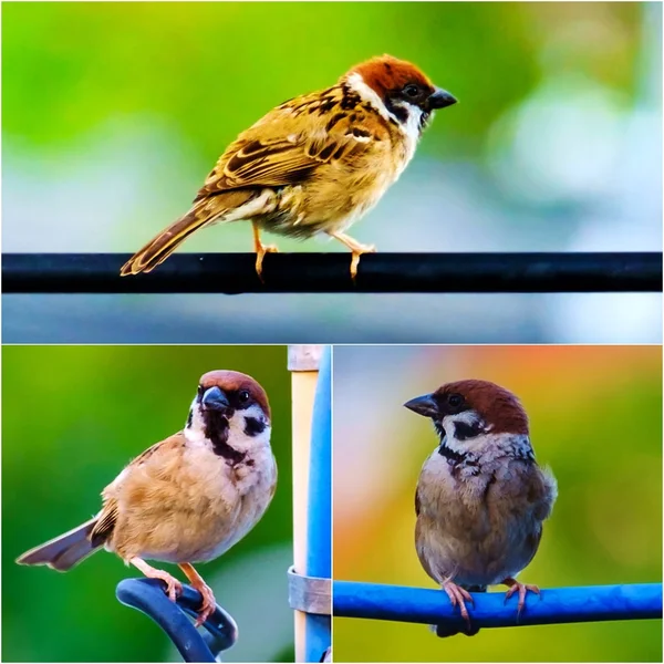 Koláž z tří akcí vrabec, pták, songbird prohlížení na drátek zelený přírodní zázemí — Stock fotografie