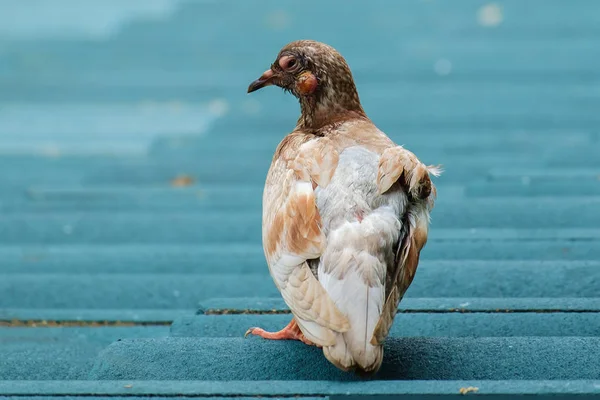 Nemocných, zraněných nebo nemocných holub na střeše — Stock fotografie