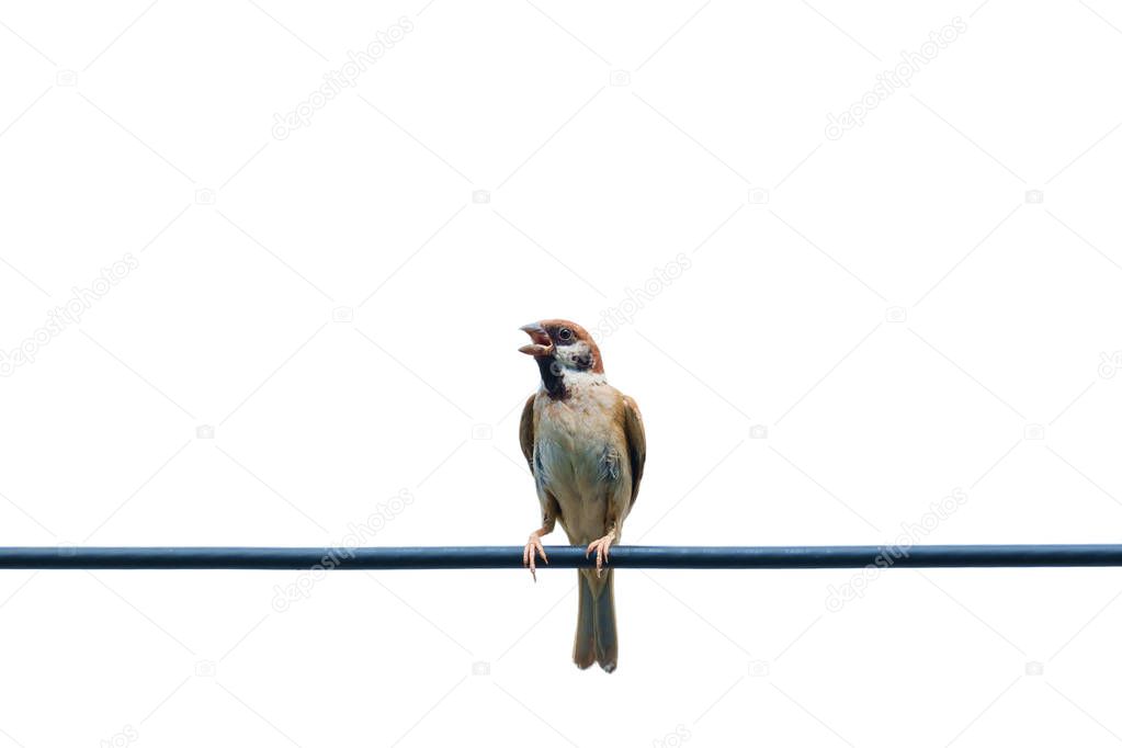 Eurasian tree sparrow, bird, on the wire with isolated white background
