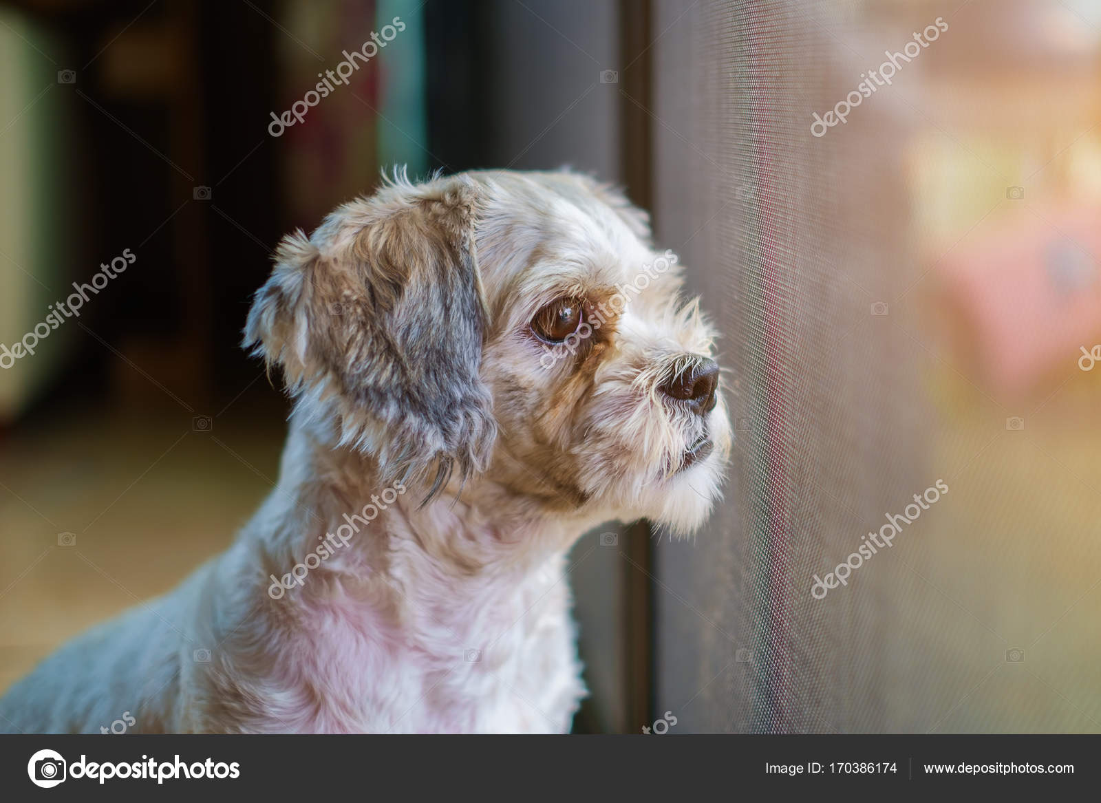 Pictures Shih Poo Haircuts Short Hair White Shih Tzu Dog