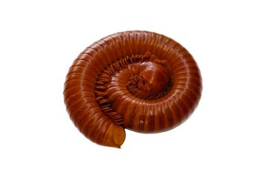 Beyaz arka plan üzerinde dev kırkayak