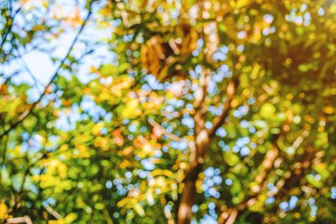 Bulanık doğal yeşil ağaç arka plan