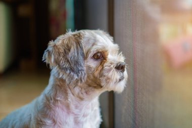 Kısa saç beyaz shih-Tzu köpek kapıda bir şey arıyor